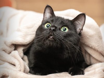 The Black Cat | The Veterinary Clinic