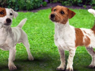 Jack Russell Terrier | Clinica La Veterinaria