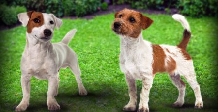 Jack Russell Terrier | La Veterinaria Clinic