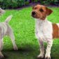 Jack Russell Terrier | Clinica La Veterinaria