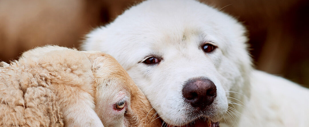 Clínica Veterinaria del Día Mundial del Veganismo