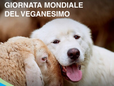 World Veganism Day The Veterinary Clinic