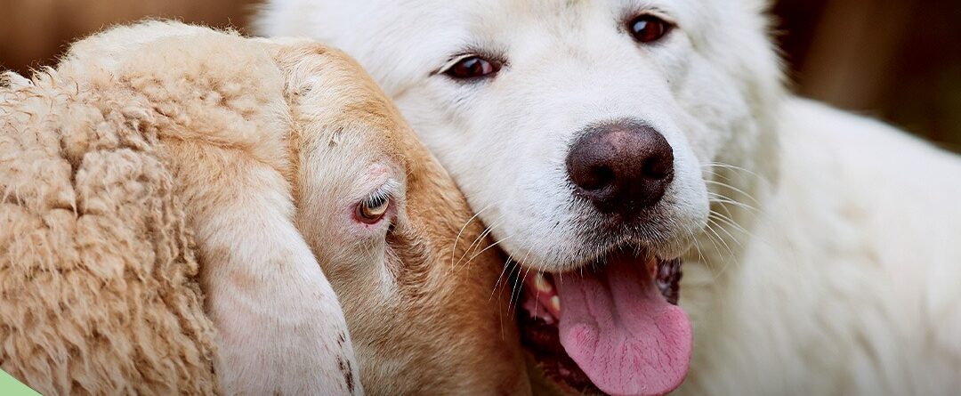 Giornata mondiale del veganesimo Clinica La Veterinaria