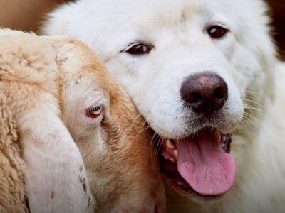 Giornata mondiale del veganesimo Clinica La Veterinaria