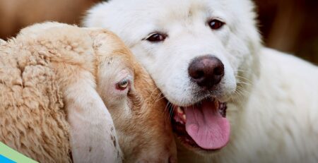 Giornata mondiale del veganesimo Clinica La Veterinaria