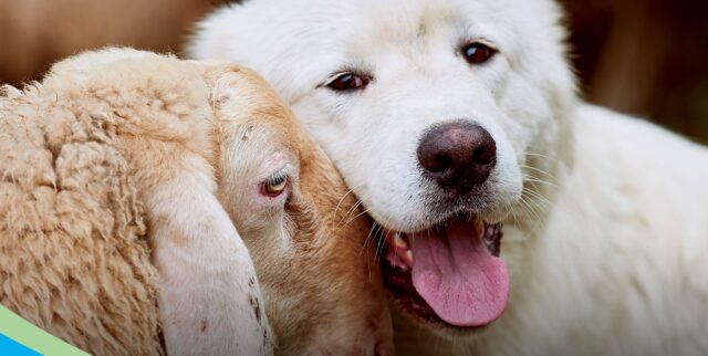 Giornata mondiale del veganesimo Clinica La Veterinaria