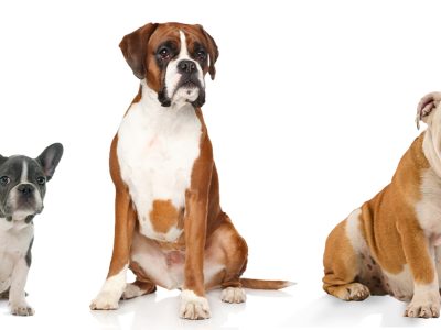 Sacudidas de cabeza: cuando el perro sacude la cabeza | Clínica La Veterinaria