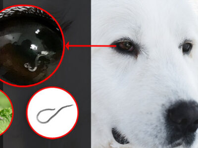 Thelazia Los gusanos en los ojos de los perros | Clínica La Veterinaria