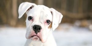 Boxer white dog | The Veterinary Clinic