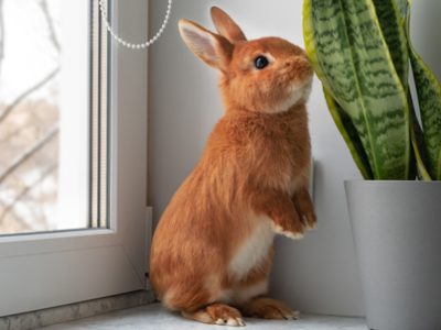 World Rabbit Day | La Veterinaria Clinic