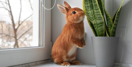 World Rabbit Day | La Veterinaria Clinic