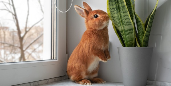 World Rabbit Day | La Veterinaria Clinic