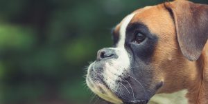 Boxer cane canna nasale | Clinica La Veterinaria