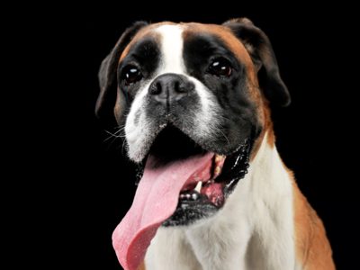 Boxer cane | Clinica La Veterinaria