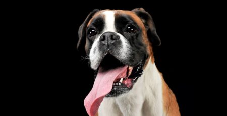 Boxer cane | Clinica La Veterinaria