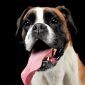 Boxer cane | Clinica La Veterinaria