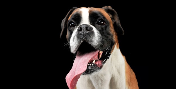 Boxer dog | Veterinary Clinic