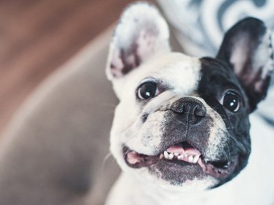 Bulldog francese Bouledogue Francese | Clinica La Veterinaria