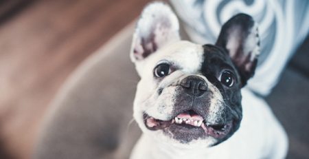 Bulldog Francés French Bouledogue | La Veterinaria Clinic