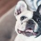 Bulldog francese Bouledogue Francese | Clinica La Veterinaria