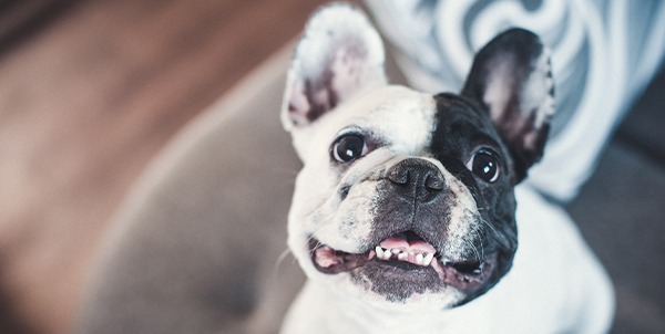 Bulldog Francés French Bouledogue | La Veterinaria Clinic