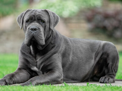 Cane corso italiano | Clinica La veterinaria