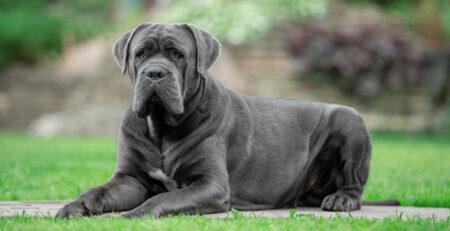 Cane Corso Italiano | Clínica Veterinaria