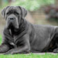 Cane Corso Italiano | Clínica Veterinaria