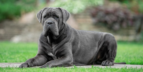 Cane corso italiano | Clinica La veterinaria