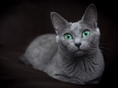 Gatto Blu di Russia Clinica La Veterinaria