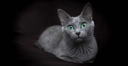 Russian Blue Cat Veterinary Clinic