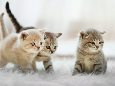 Vaccino gatto cucciolo | Clinica La Veterinaria