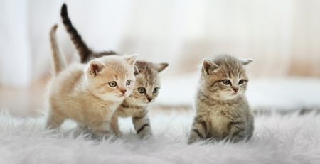 Arriva un gatto cucciolo | Clinica La Veterinaria