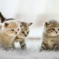 Arriva un gatto cucciolo | Clinica La Veterinaria