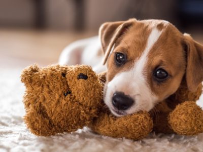 Incoming puppy dog how to handle it | La Veterinaria Clinic