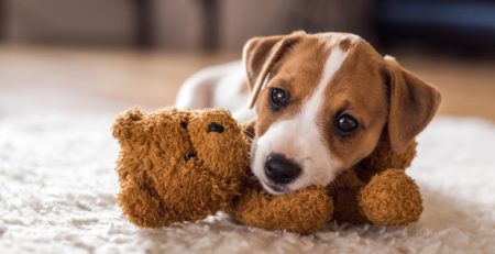 Cucciolo di cane in arrivo come gestirlo | Clinica La Veterinaria