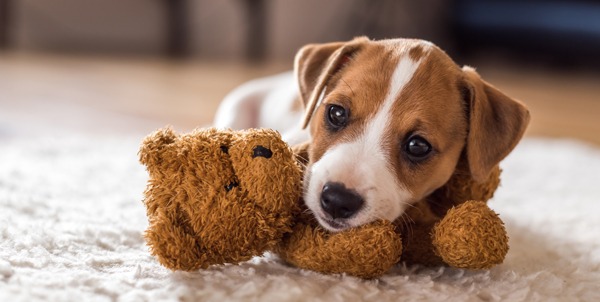 Cachorro entrante cómo manejarlo | Clínica La Veterinaria