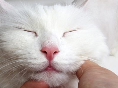 The cat's purr | La Veterinaria Clinic