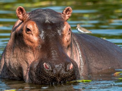 Hippopotamus Day | La Veterinaria Clinic