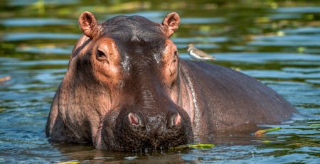 Giornata dell'ippopotamo | Clinica La Veterinaria