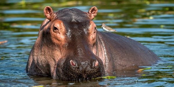 Giornata dell'ippopotamo | Clinica La Veterinaria