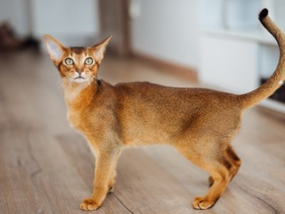 Il gatto Abissino | Clinica La Veterinaria