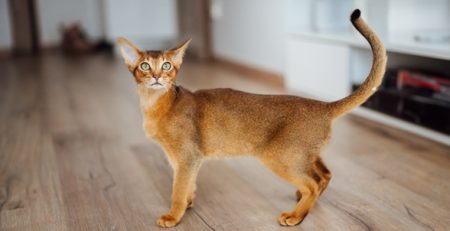 Il gatto Abissino | Clinica La Veterinaria