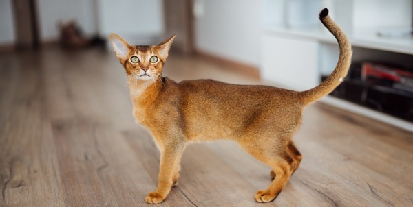 The Abyssinian Cat | La Veterinaria Clinic