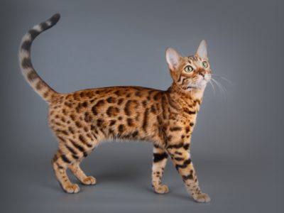 Gatto Bengala | Clinica La Veterinaria