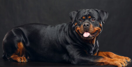 Rottweiler | Clínica Veterinaria