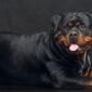 Rottweiler | Clinica La Veterinaria