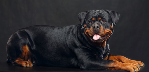 Rottweiler | Clínica Veterinaria