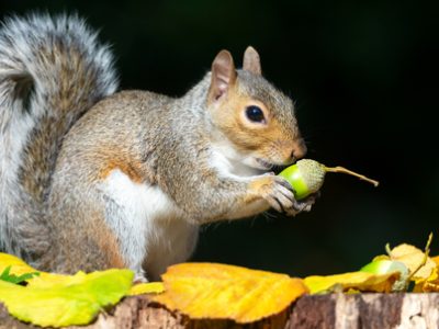 Squirrel His Day | The Veterinary Clinic