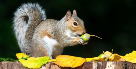 Scoiattolo la sua giornata | Clinica La Veterinaria